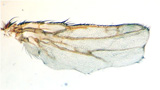Wing with two anthrax toxins